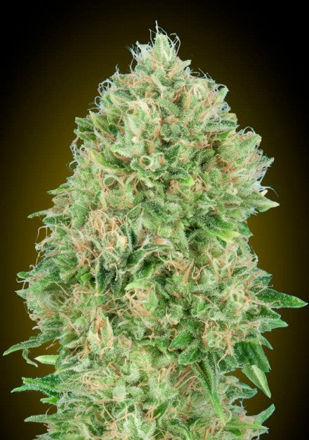 a close up of a plant on a black background