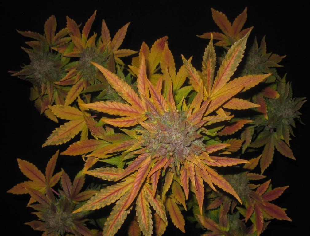 a close up of a bunch of leaves on a plant
