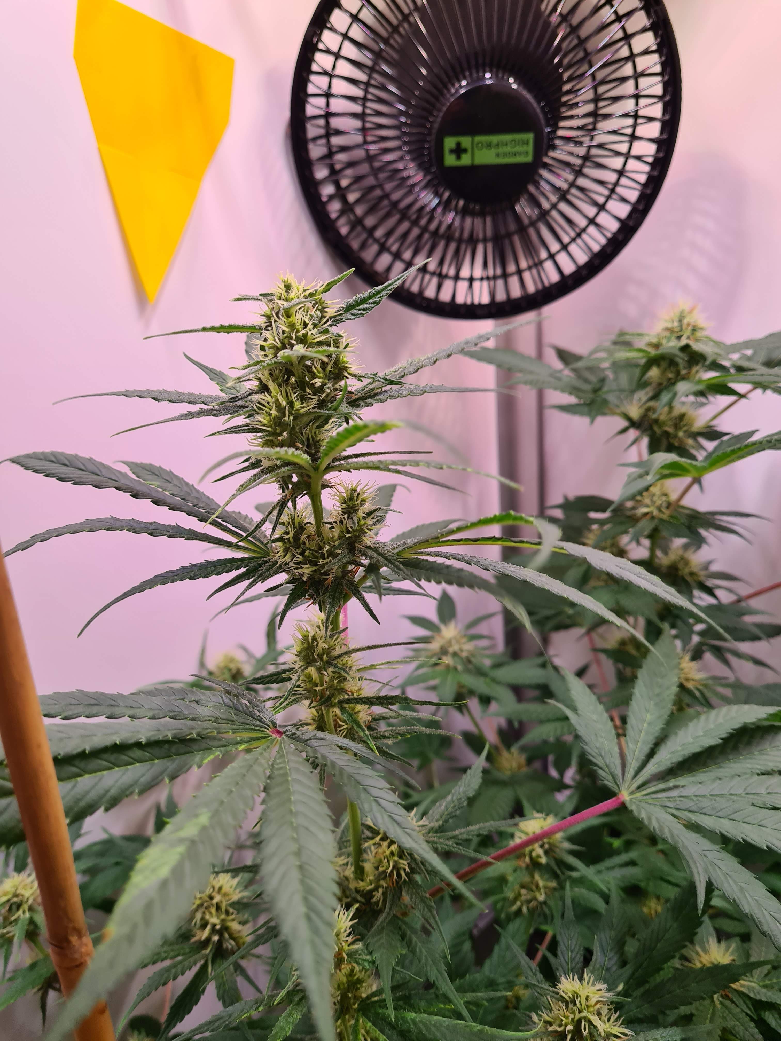 a fan hanging from a wall next to a plant