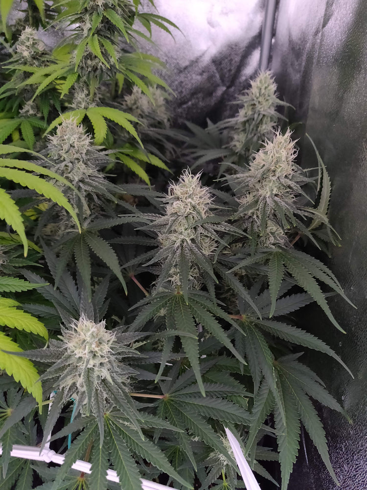 a group of marijuana plants in a greenhouse