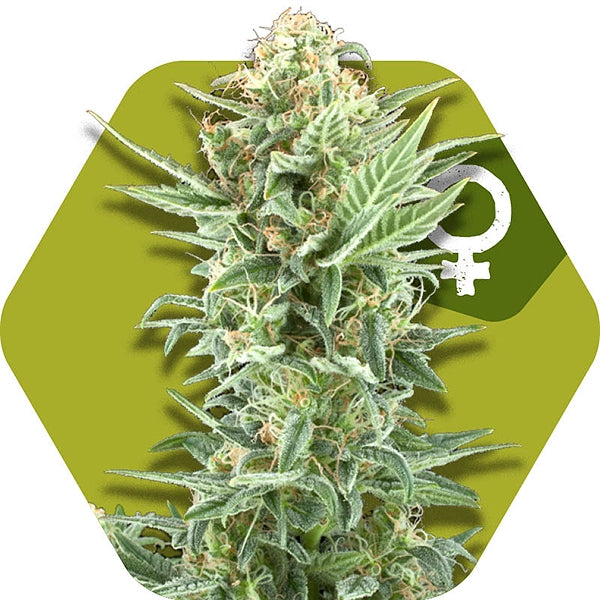a picture of a marijuana plant with a green hexagonal background