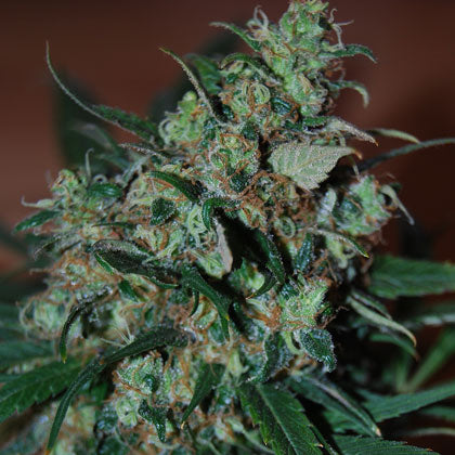 a close up of a marijuana plant on a table