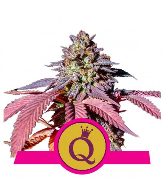 a picture of a purple plant with the q on it