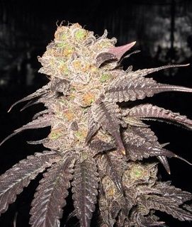 The Cali Connection Purple Crack Female Cannabis Seeds