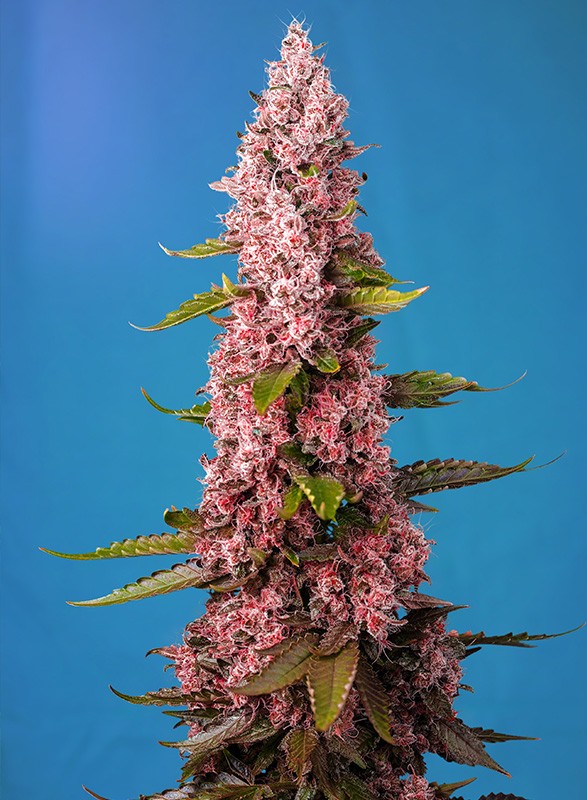 Red Hot Cookies - Feminized