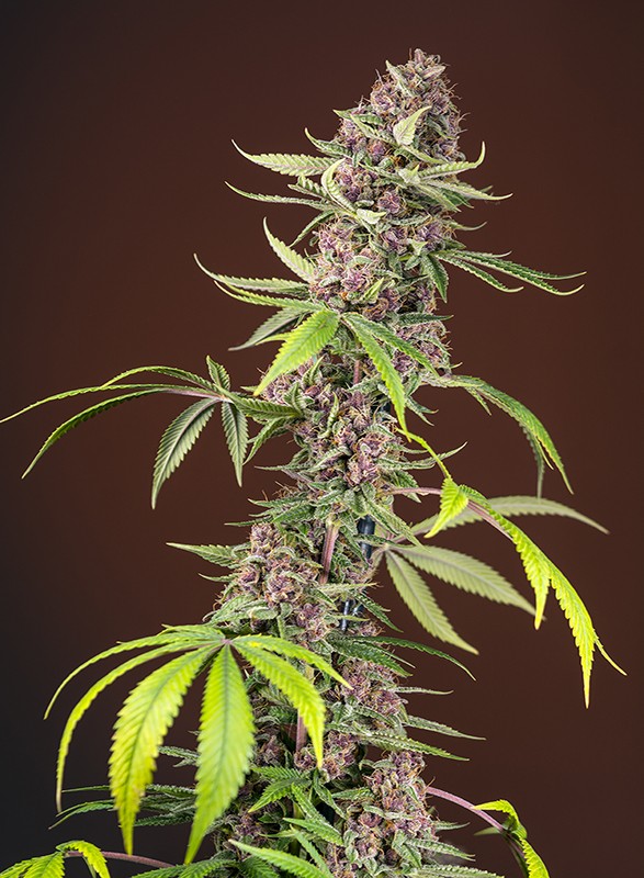 Red Manderine F1 Fast Version - Feminized  | SALE