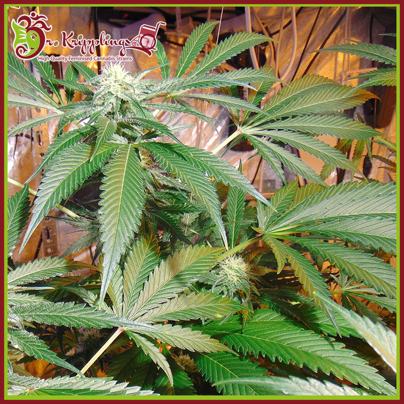a close up of a plant with green leaves