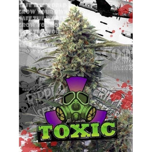 a marijuana plant with a gas mask on it