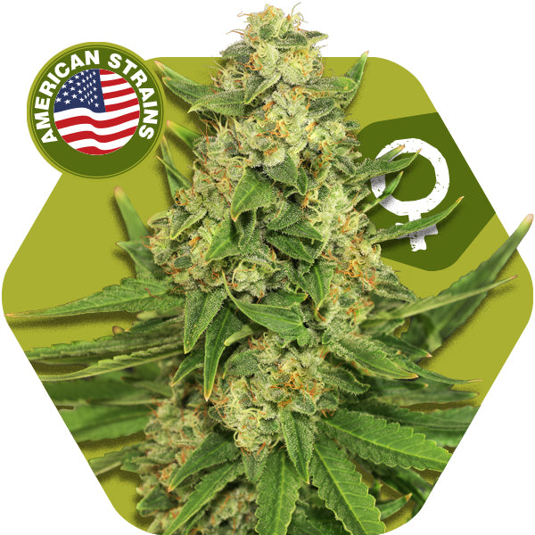 a marijuana plant with the american strain logo on it