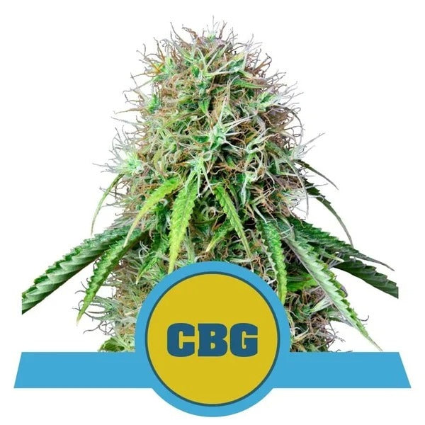 a cannabis plant with the cbg logo on it