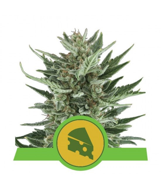 a cannabis plant with a green label on it