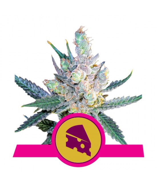 a marijuana plant with a pink ribbon around it