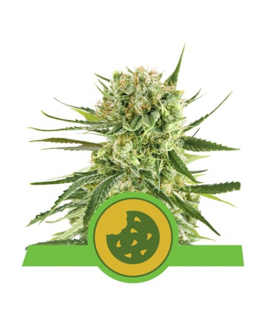 a cannabis plant with a green and yellow label