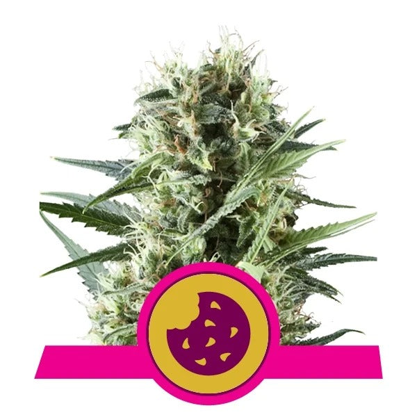 a marijuana plant with a pink ribbon around it