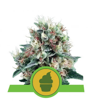 a white marijuana plant with a green label