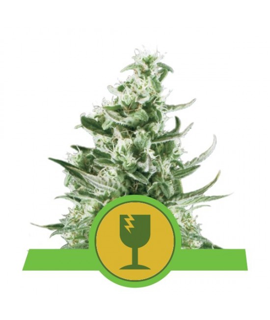 a cannabis plant with a green label on it