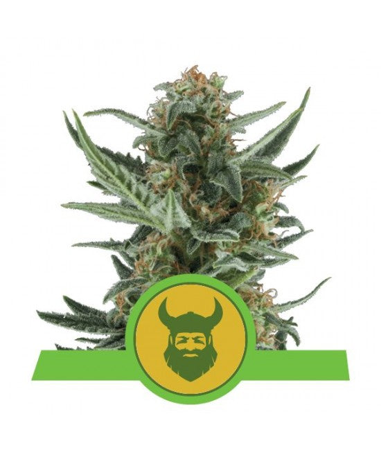 a marijuana plant with a beard on it