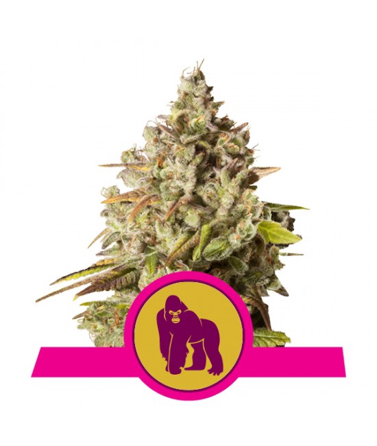 a pink and yellow label with a gorilla on it