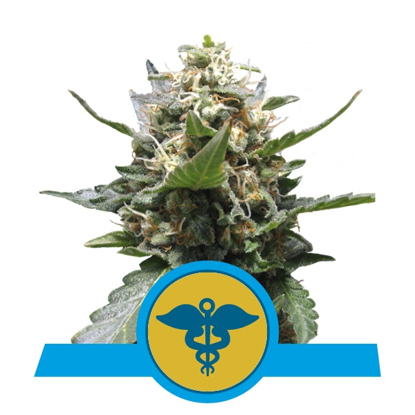 a medical marijuana plant with a blue ribbon around it