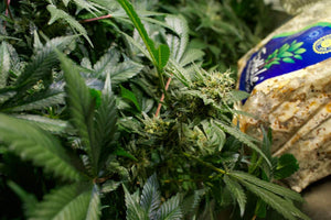 a bag of marijuana sitting on top of a lush green field