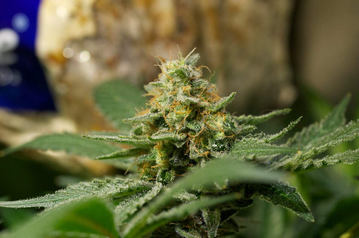 a close up of a marijuana plant with a blue vase in the background