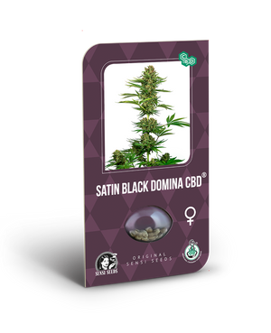 a box of cannabis seeds with a picture of a marijuana plant
