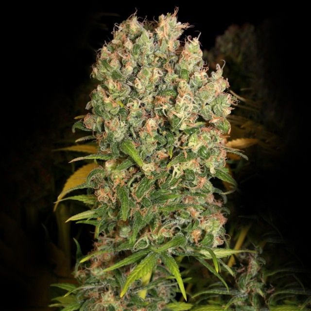 Serious seeds CBD-Enriched Warlock Female Cannabis Seeds