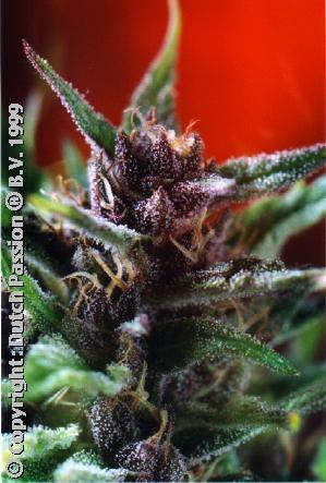 a close up of a plant with a red background