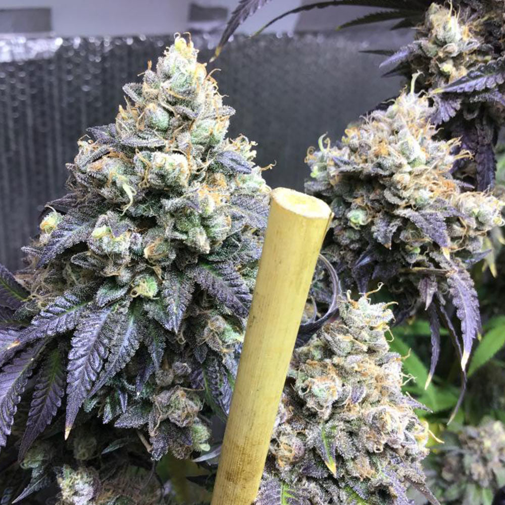 a close up of a marijuana plant with a wooden stick