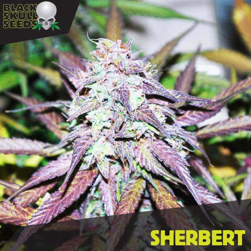 a close up of a plant with the words sherbert on it