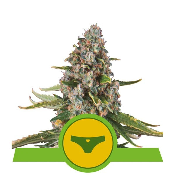 a marijuana plant with a green circle around it