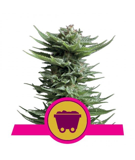 a cannabis plant with a pink ribbon around it