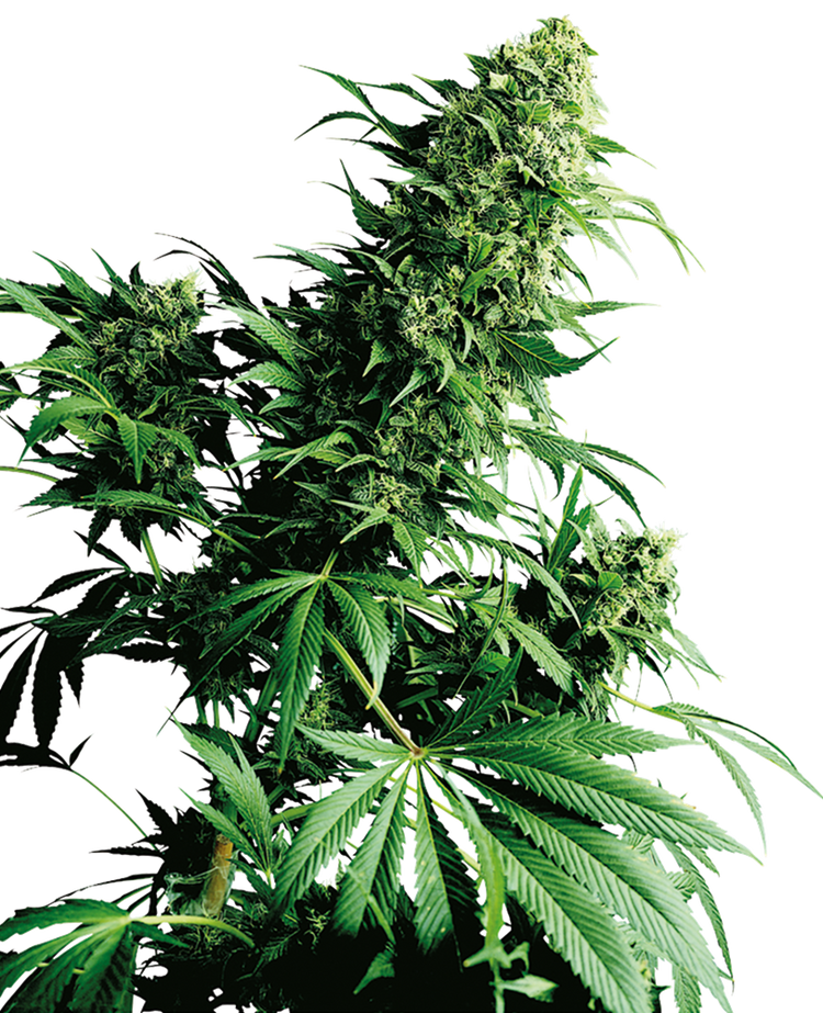 a close up of a marijuana plant on a black background