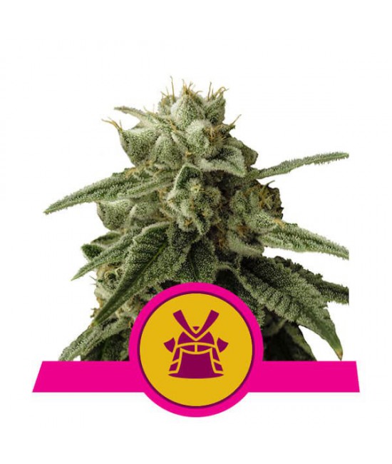 a picture of a marijuana plant with a pink ribbon around it