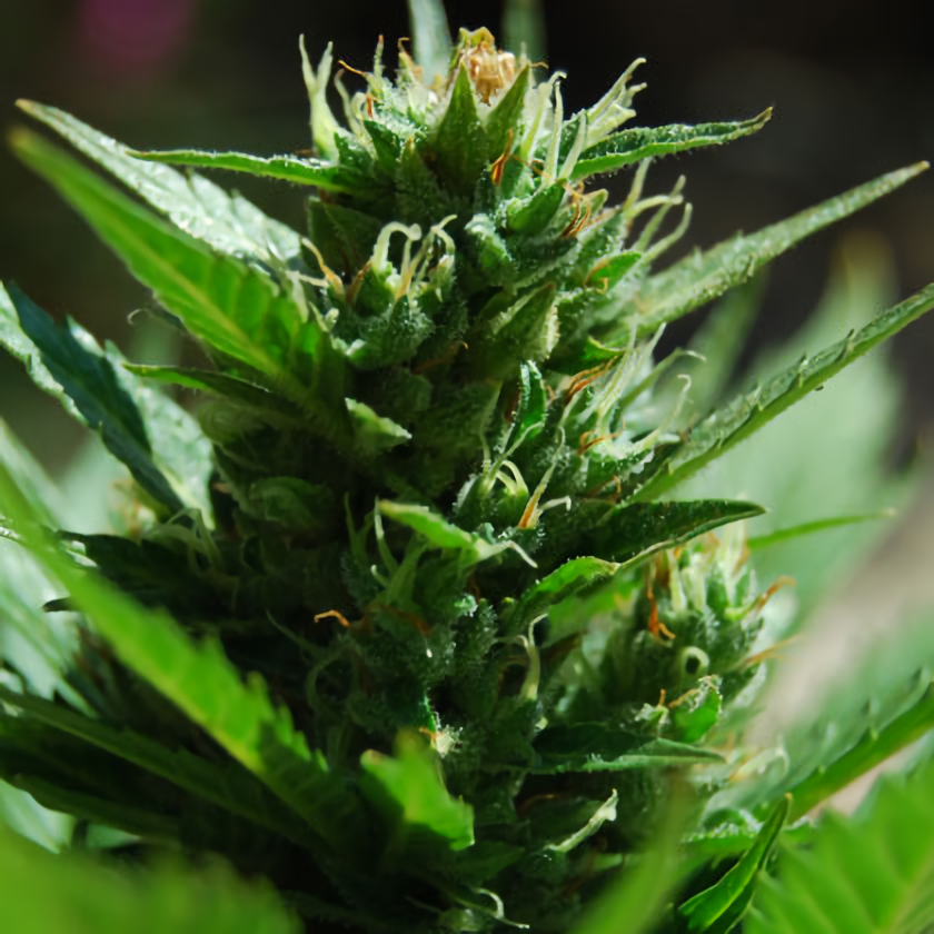 a close up of a plant with green leaves