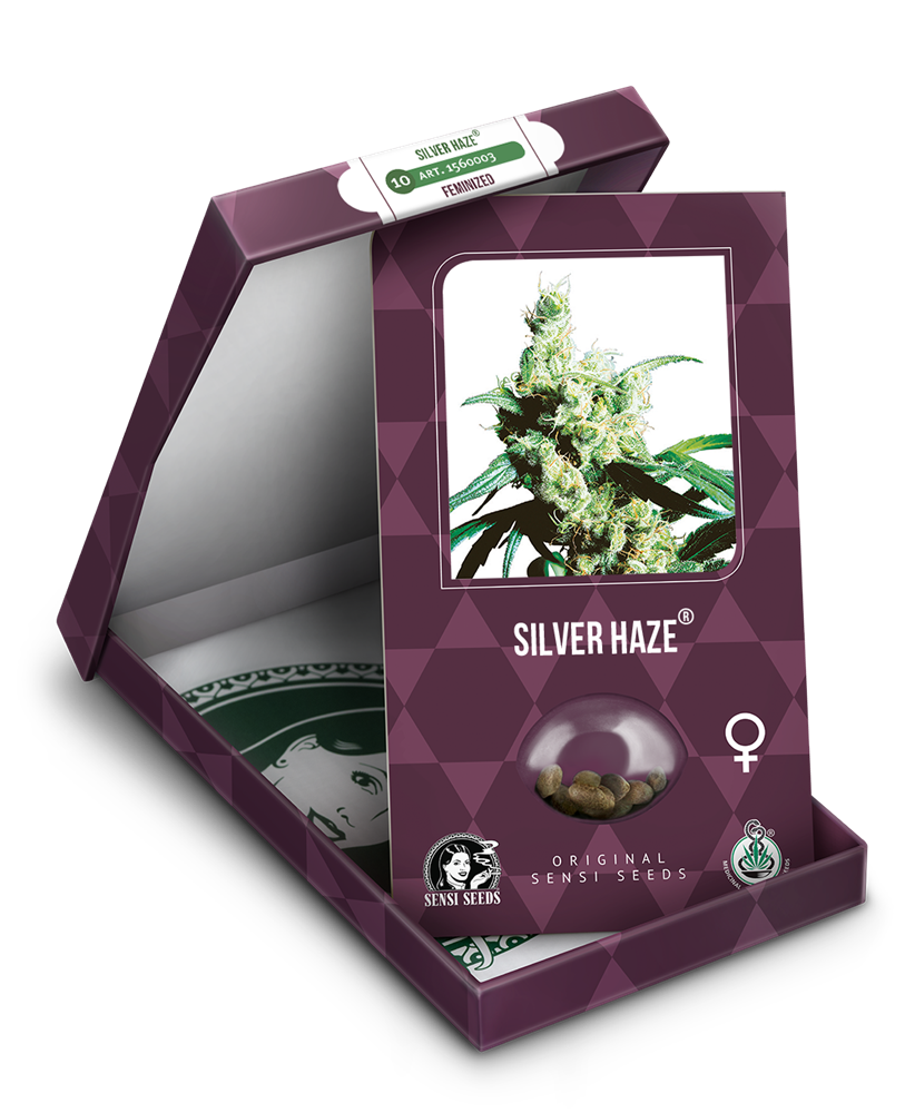 a box of silver haze cannabis seeds