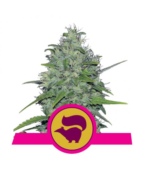 a white marijuana plant with a pink ribbon around it