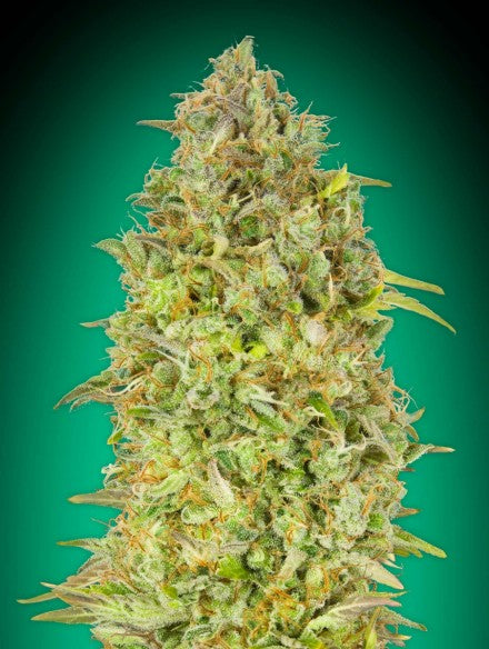 a close up of a marijuana plant on a green background