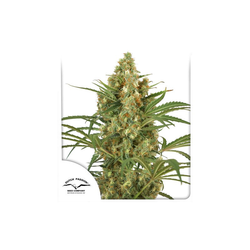 a picture of a marijuana plant on a white background