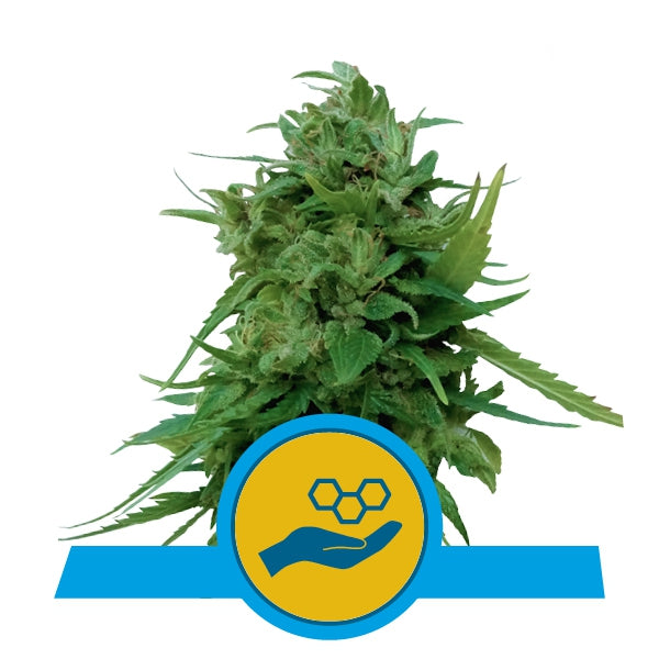 a marijuana plant with a blue and yellow label