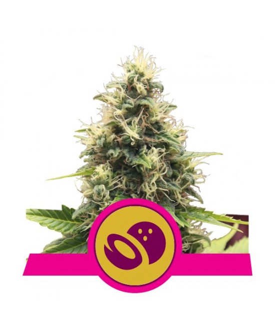 a cannabis plant with a pink and yellow label