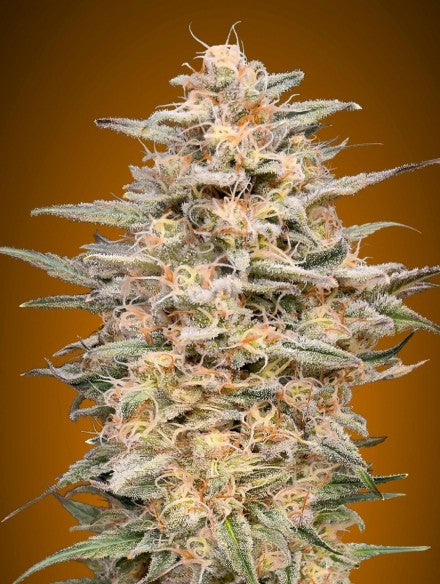 a close up of a plant on a brown background