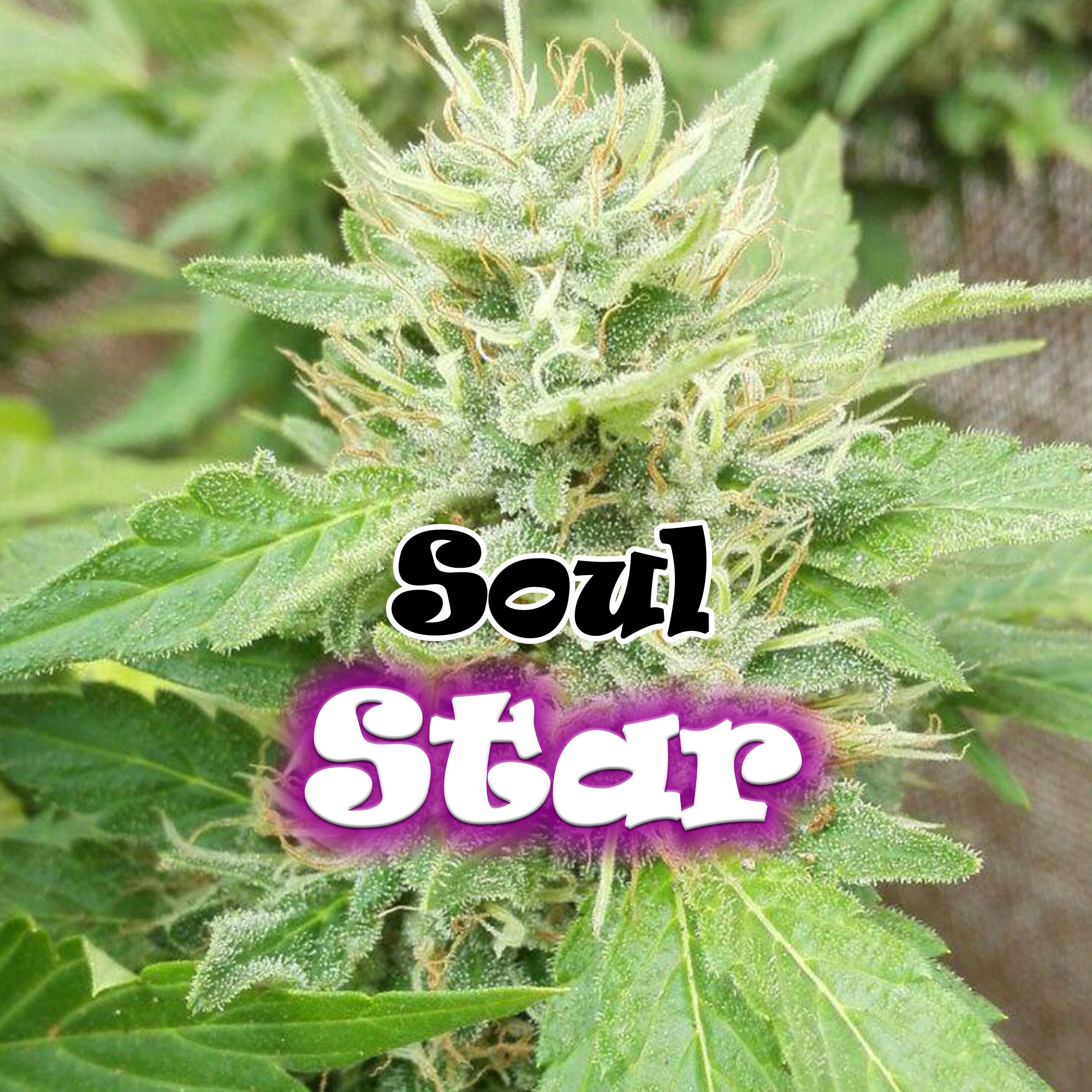 a close up of a plant with the words soul star