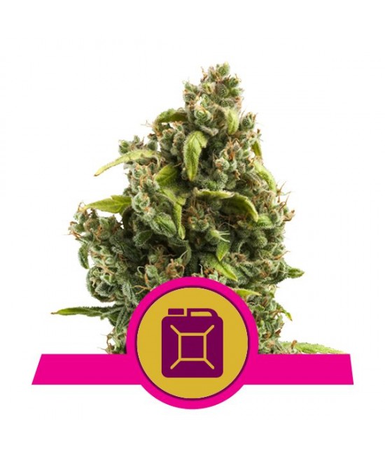 a marijuana plant with a pink ribbon around it
