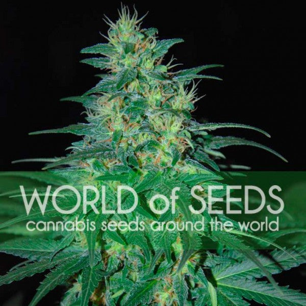 world of seeds cannabis seeds around the world