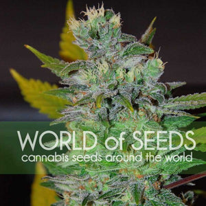 a close up of a plant with the words world of seeds