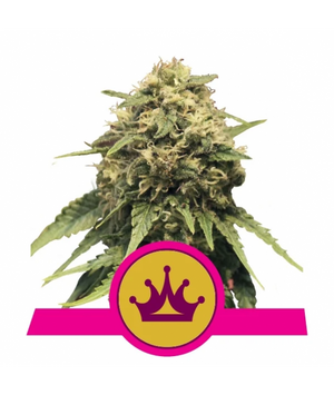 a picture of a marijuana plant with a crown on it