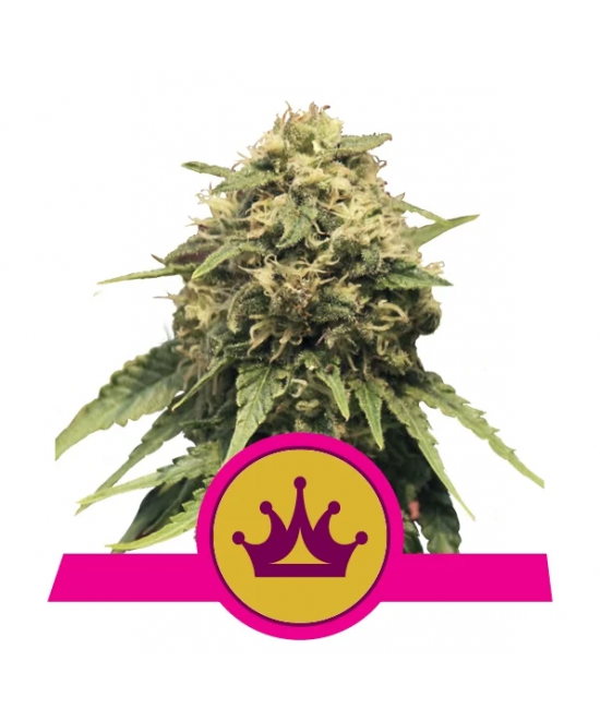 a picture of a marijuana plant with a crown on it
