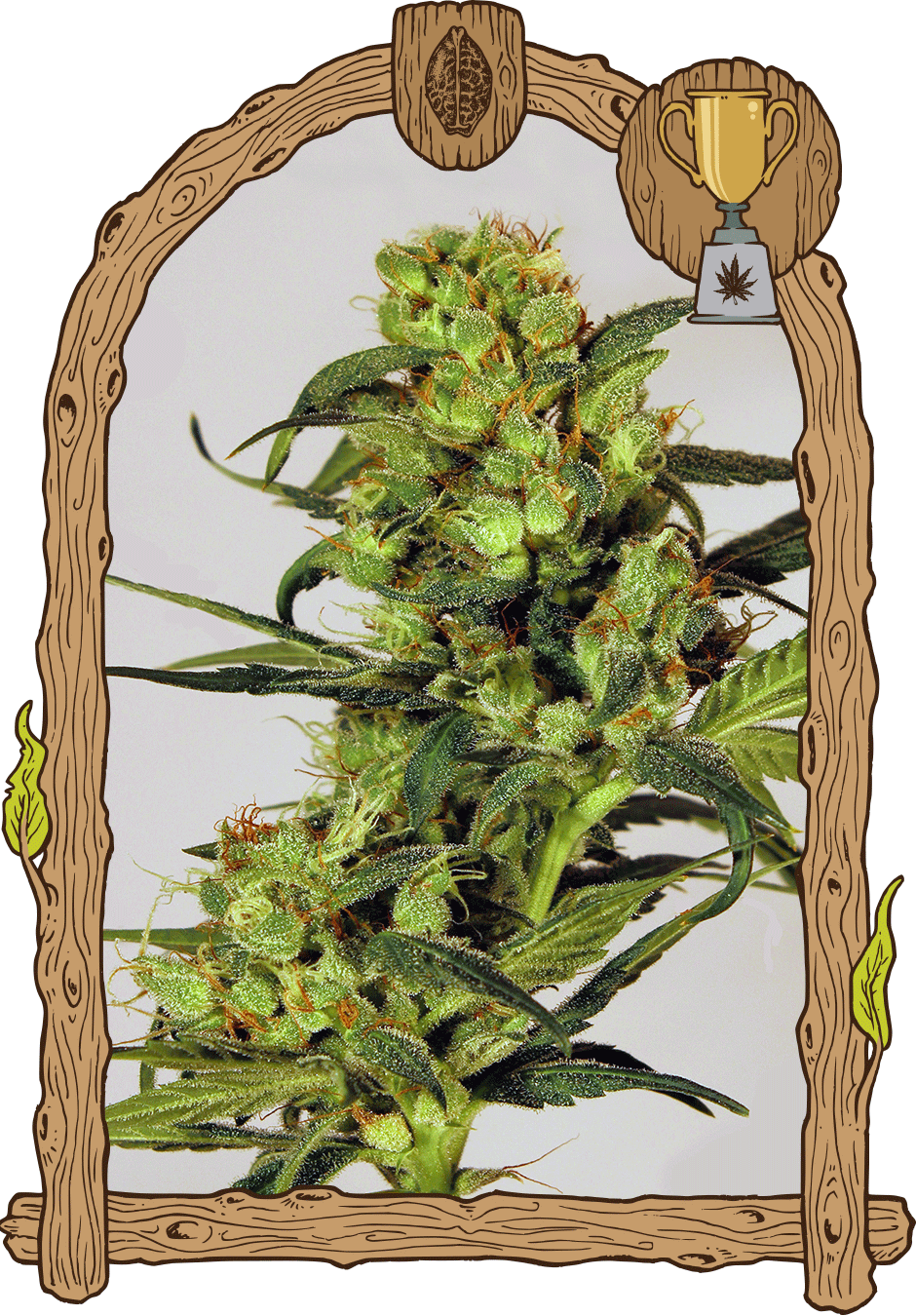 a picture of a marijuana plant in a frame