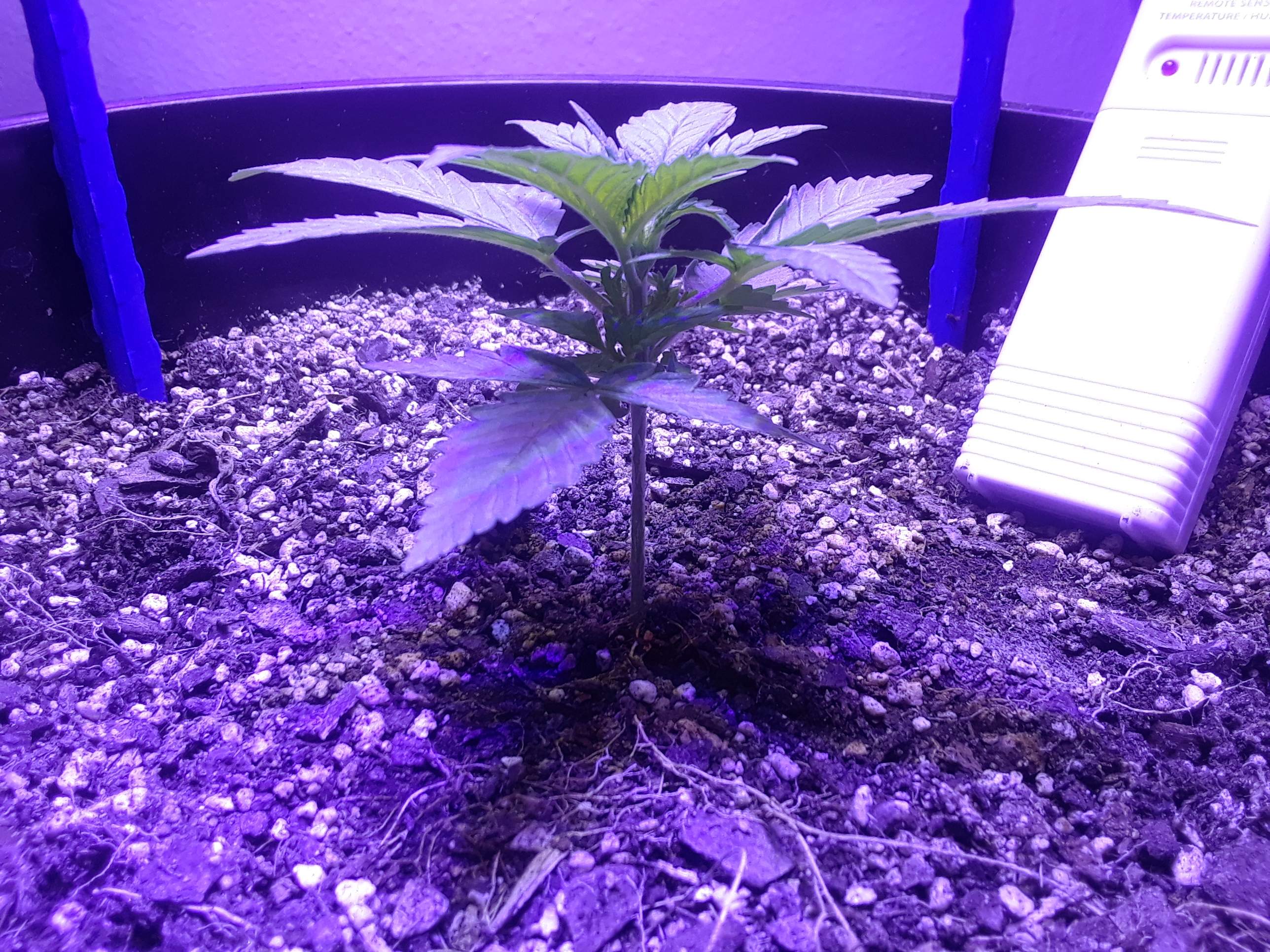 a purple plant in a purple planter